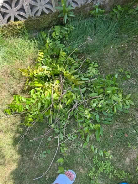 Photo of free Wisteria cuttings (Orpington BR6) #2