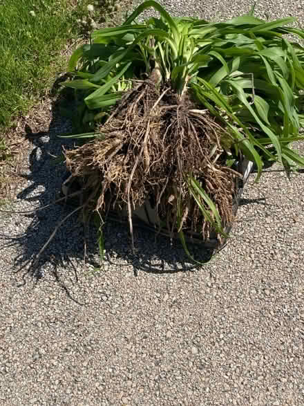 Photo of free Orange daylilies (Downers Grove 60516) #1