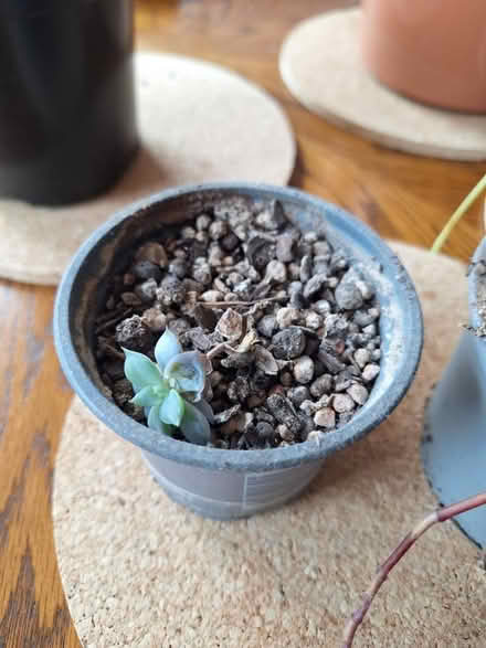 Photo of free Various potted plants (Wellesbourne, CV35) #2