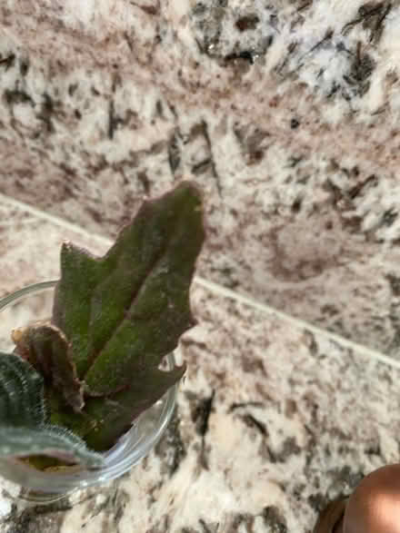 Photo of free Propagated purple passion plant x 2 (AL4, St albans) #1