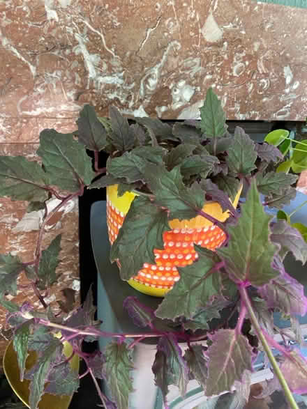 Photo of free Propagated purple passion plant x 2 (AL4, St albans) #3