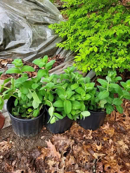 Photo of free Garden Applemimt (Carlisle, MA) #1