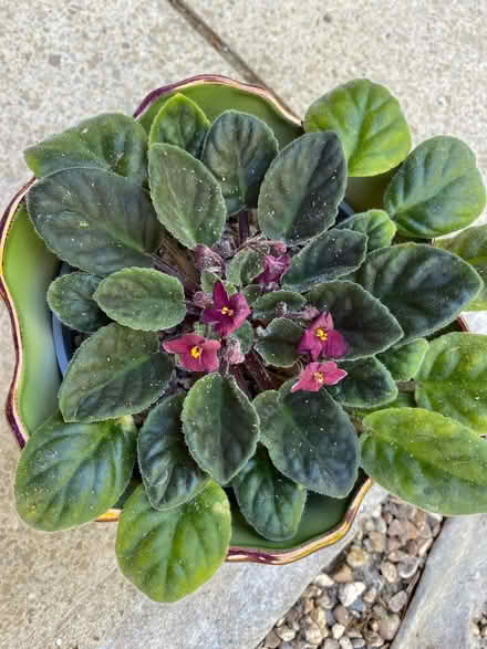 Photo of free African violent plants x 3 (AL4, St albans) #1