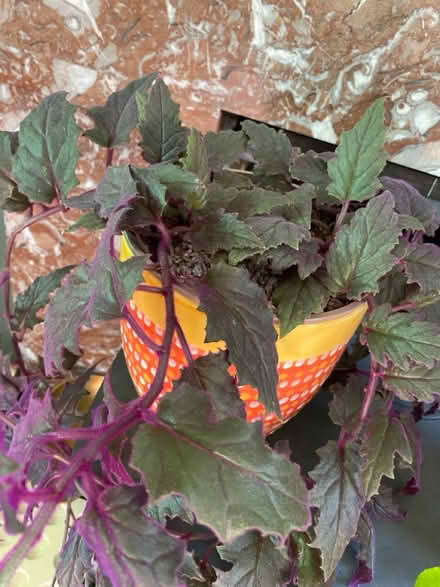 Photo of free Propagated purple passion plant x 2 (AL4, St albans) #2