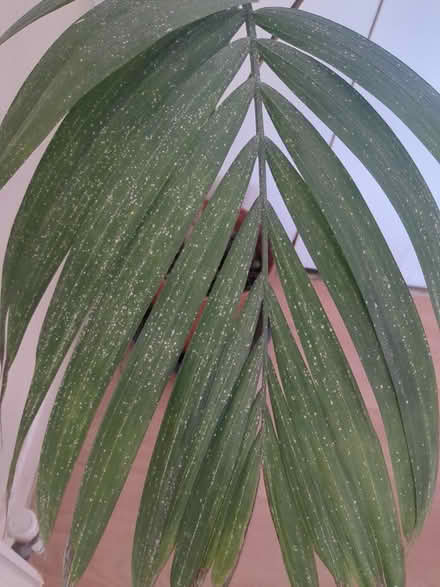 Photo of free Indoor palm plant (BA1) #3