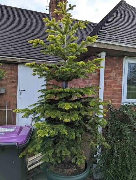 Photo of free Living Christmas Tree π (Weston Rhyn, Oswestry) #1