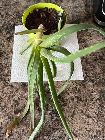 Photo of free sad aloe vera (New Eltham SE9) #1