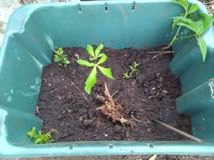 Photo of free Horse chestnut & forsythia (Donnington Bridge OX4) #1