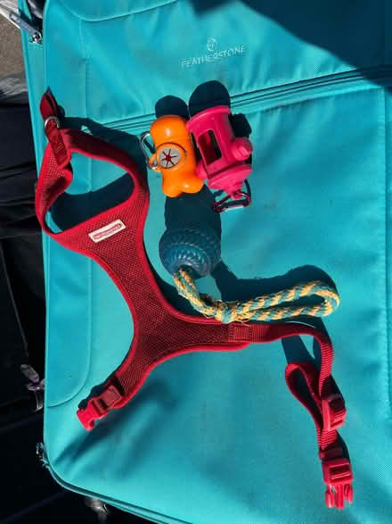 Photo of free Puppy harness and accessories (Brecon LD3) #1