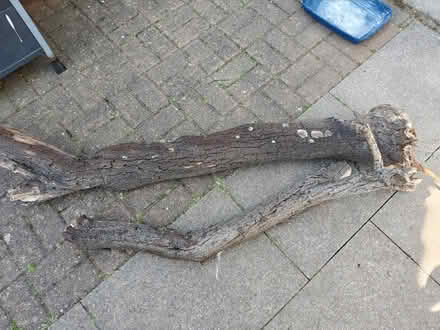Photo of free Tree branch and trunk for Firewood (NR7) #1