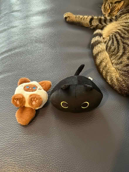 Photo of free Cat for craft & black cat plushie toy (New Eltham SE9) #1