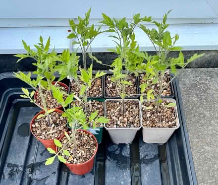 Photo of free Young tomato plants (Hatfield AL10) #1