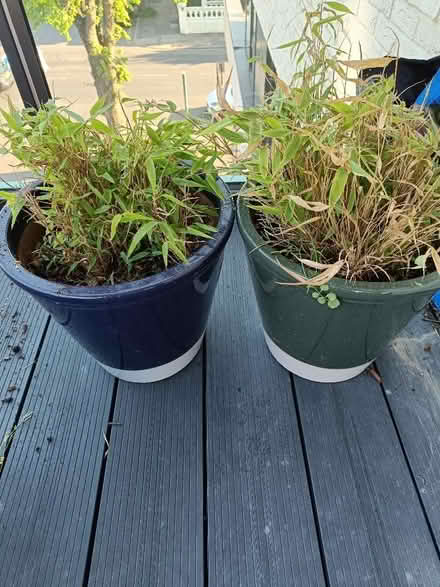 Photo of free Two small bamboo plants. Pots NOT included (Hove BN3) #1