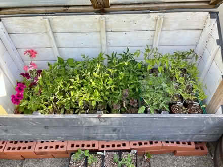 Photo of free Young tomato plants (Hatfield AL10) #2