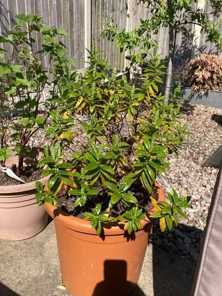 Photo of free Hebe shrub (Howhlill Quarries HG2) #1