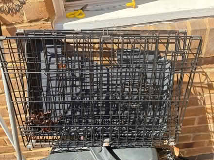 Photo of free All animal crate (Islington N1) #1