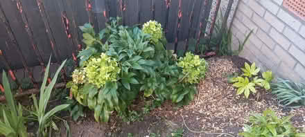 Photo of free Hellebore argutifolius (Kirkliston EH29) #1