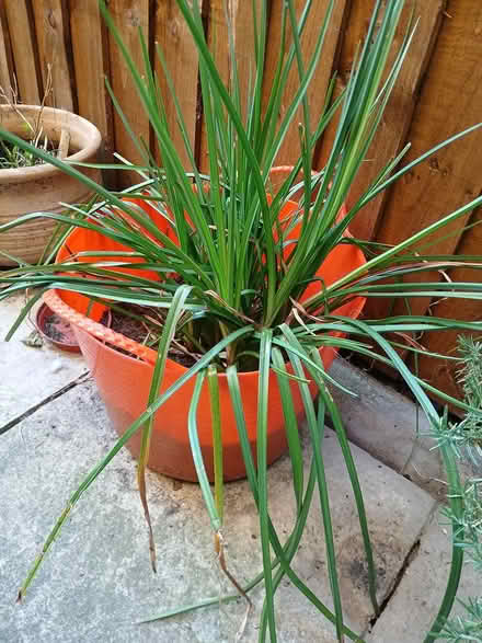 Photo of free Kniphofia plant (SW2) #1