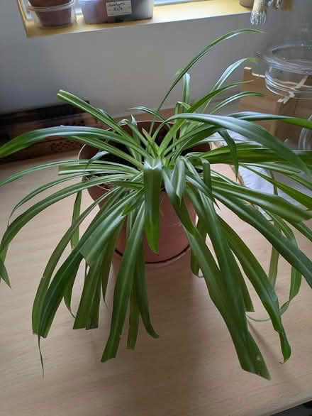 Photo of free Spider plant needs TLC (S2, Heeley) #1