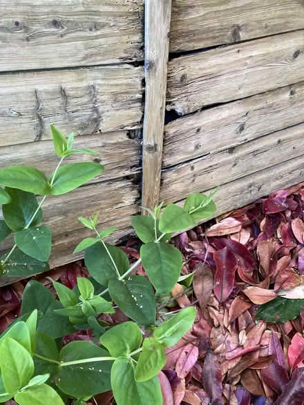Photo of free Garden Shed (Felpham PO22) #2