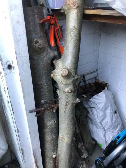 Photo of free Holly logs green (BN35JP) #1