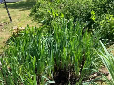 Photo of free Yellow flag iris (Minster Lovell OX29) #1