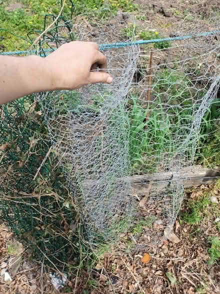 Photo of free Chicken wire & green mesh wire fencing stuff (Nether Kellet LA6) #2
