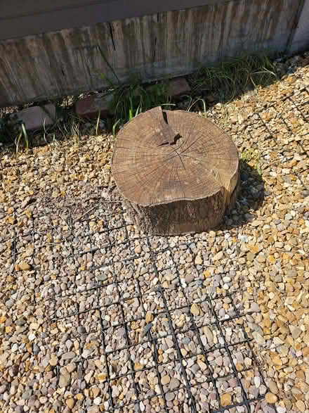 Photo of free Tree truck (Normanton DE23) #1