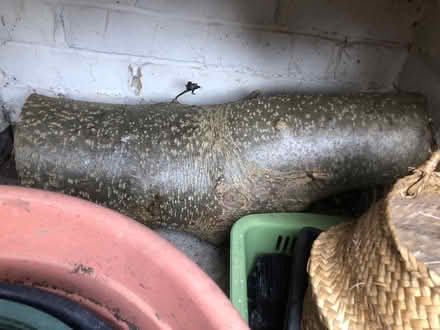 Photo of free Holly logs green (BN35JP) #2