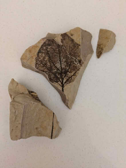 Photo of free Fossil of a leaf, broken but could be glued (Whitehall BS5) #1