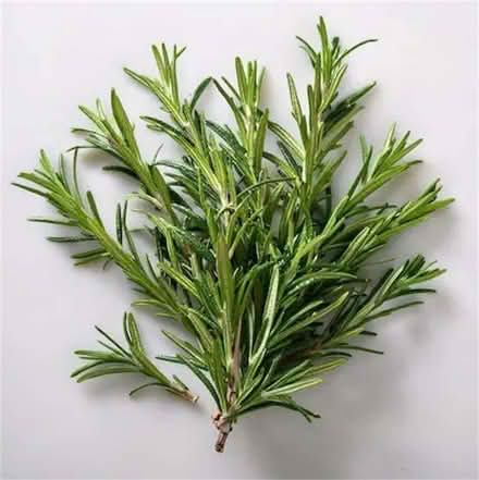 Photo of free Fresh Herbs to collect - Rosemary & Bay (Henleaze BS9) #1