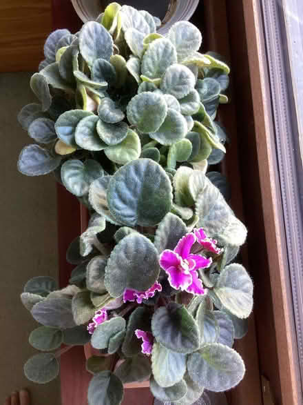 Photo of free African Violet. Houseplant (New Normanton DE23) #1