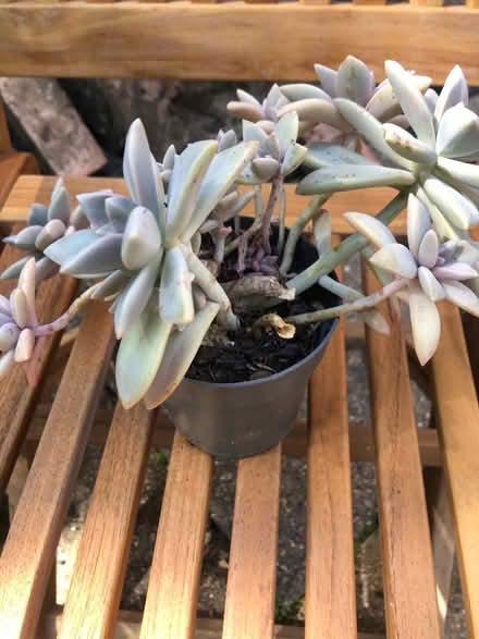 Photo of free Cacti (Westbury BA13) #1