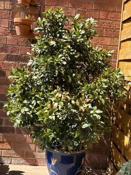 Photo of free Bay tree (Burton Joyce NG14) #1