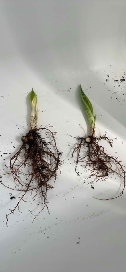 Photo of free Snake plant cuttings (NW2) #1