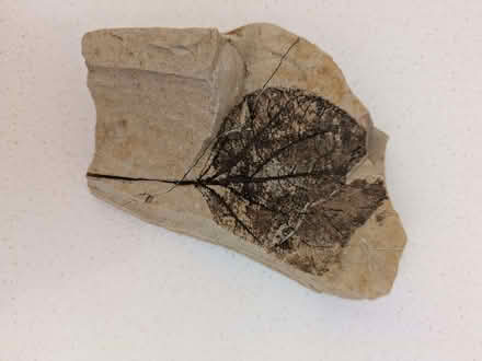 Photo of free Fossil of a leaf, broken but could be glued (Whitehall BS5) #2