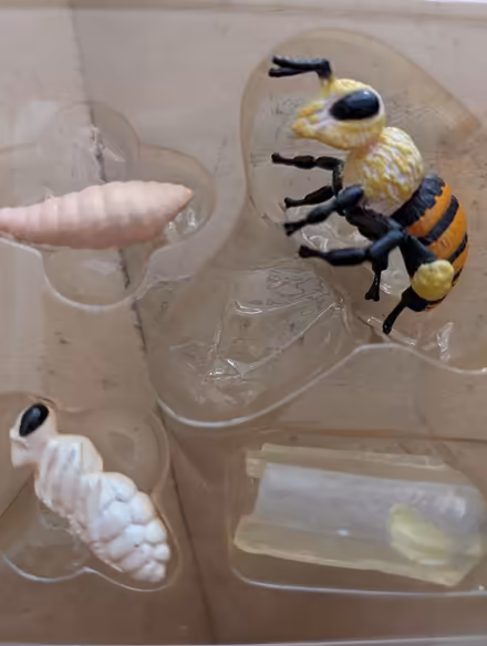 Photo of free Bee lifecycle figures (Southborough) #1