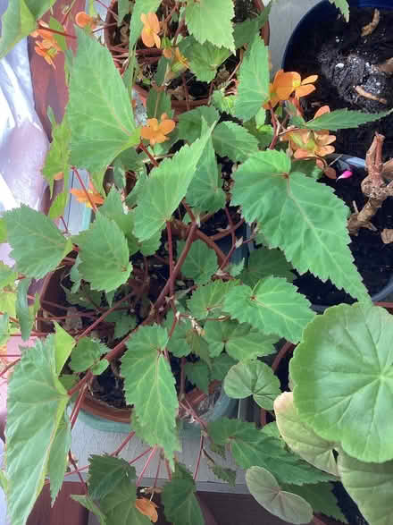 Photo of free House plant. (New Normanton DE23) #1