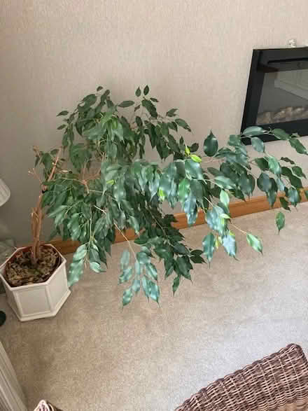 Photo of free House plant (Lochgelly KY5) #2