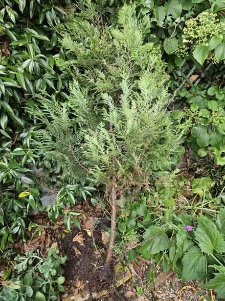 Photo of free 5 foot pine tree (Camberwell) #1