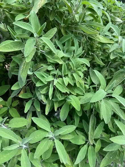 Photo of free SAGE for cuttings (Golden Green TN11) #2