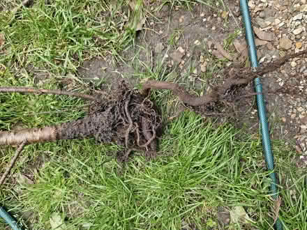 Photo of free 5 foot pine tree (Camberwell) #3
