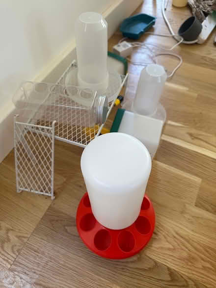 Photo of free Quail chick bundle (Lytchett matravers) #1