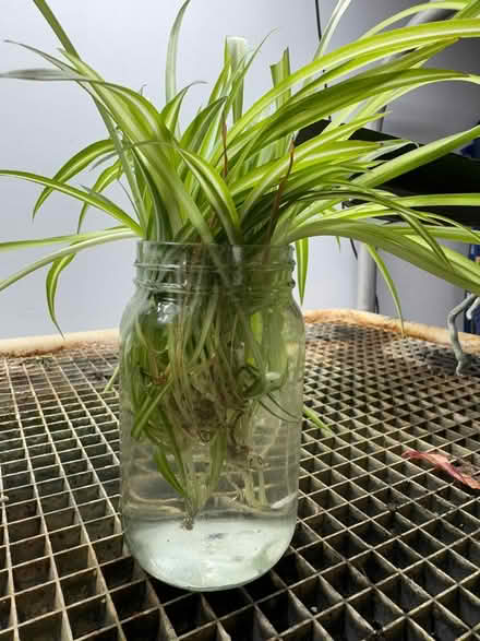 Photo of free Baby spider plants need of a home (Red Bank) #1