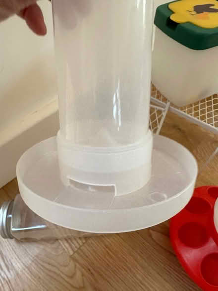 Photo of free Quail chick bundle (Lytchett matravers) #4