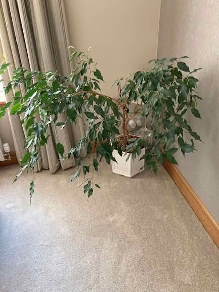 Photo of free House plant (Lochgelly KY5) #1