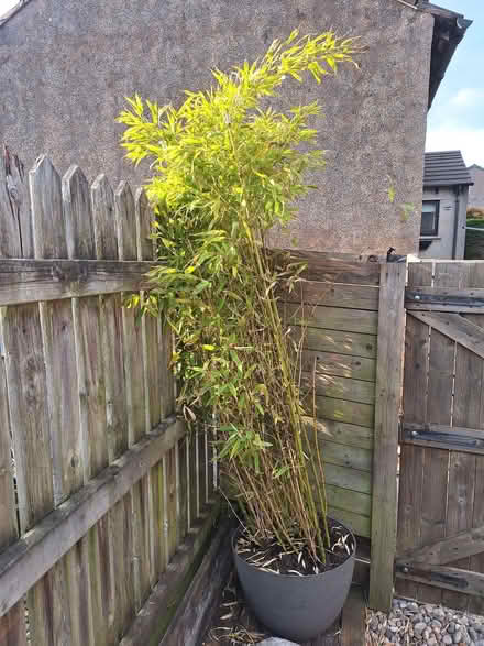 Photo of free Bamboo Plant (Kendal LA9) #2