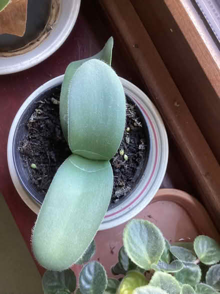 Photo of free House plant (New Normanton DE23) #1