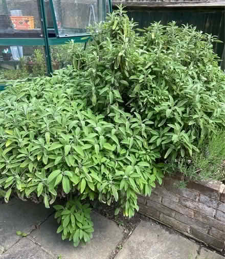 Photo of free SAGE for cuttings (Golden Green TN11) #1