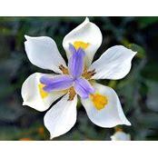 Photo of free Forte Night Lilies/succulents (By Pruneyard in Campbell) #1